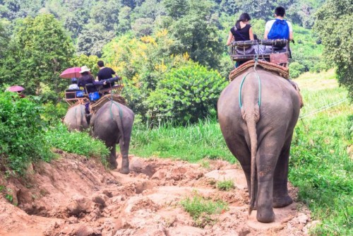 Chitwan Jungle Safari Tours